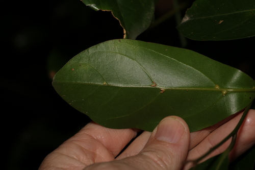 Image of Endiandra discolor by (c) Greg Tasney, some rights reserved (CC BY-SA)