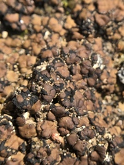 Psoraceae
