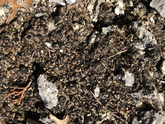 Psoraceae