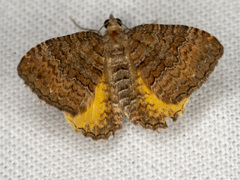 Chrysolarentia bichromata