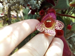 Kohleria