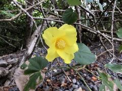 Hibiscus tiliaceus pernambucensis