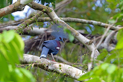 Western Crowned-Pigeon photo 2