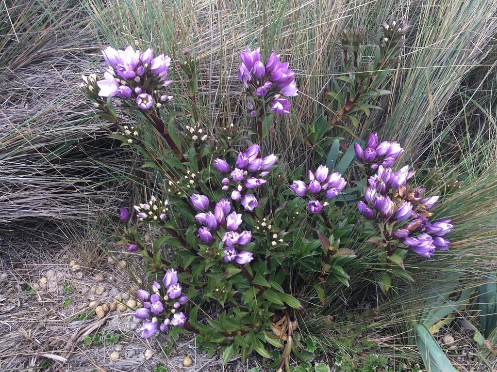 Gentianella foliosa