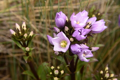 Gentianella foliosa