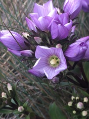 Gentianella foliosa