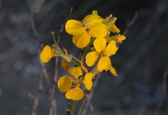 Erysimum suffrutescens