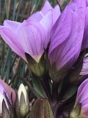 Gentianella foliosa