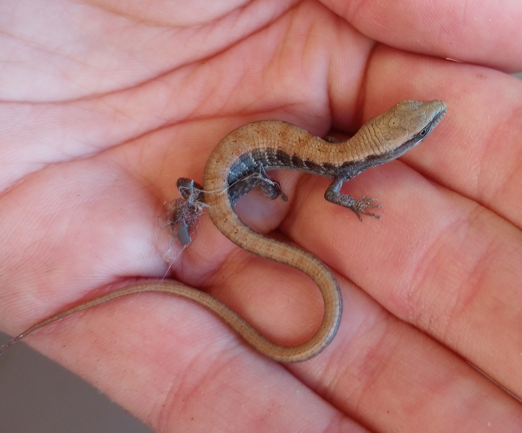 southern-alligator-lizard-from-west-sacramento-ca-95799-usa-on