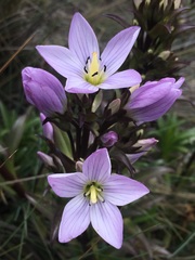 Gentianella foliosa