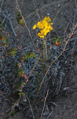 Erysimum suffrutescens