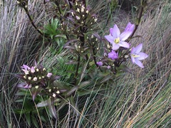 Gentianella foliosa