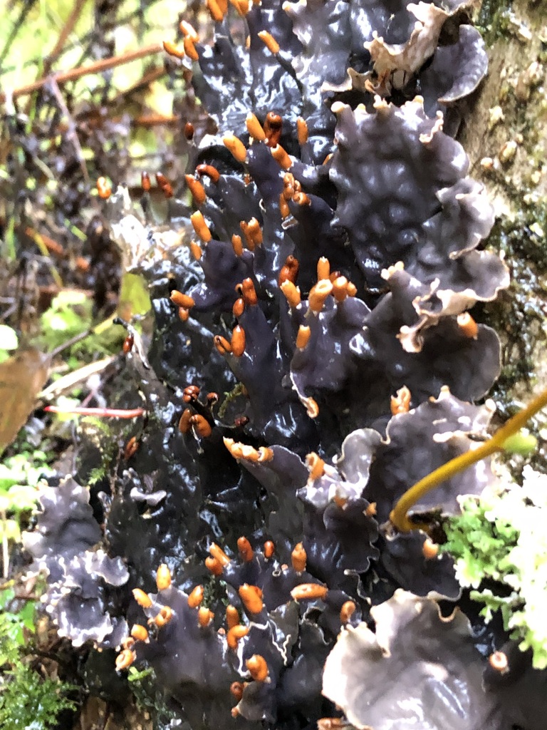 carpet pelt lichen from Juneau, Alaska, United States on October 6, 2023 at 0448 PM by Jillian