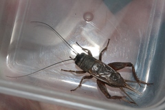 Gryllus multipulsator
