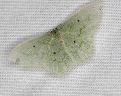 Maxates centrophylla