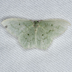 Maxates centrophylla