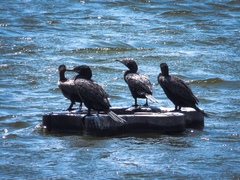 Nannopterum brasilianum