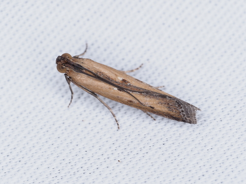 Lesser Cornstalk Borer Moth photo 4