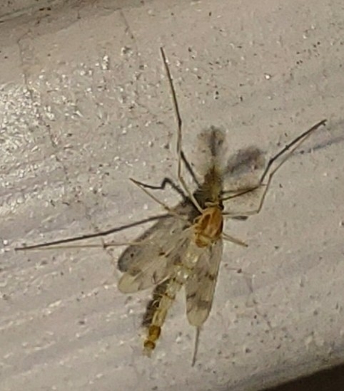 Thienemannimyia norena