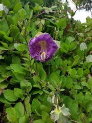 Cobaea scandens
