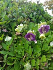 Cobaea scandens