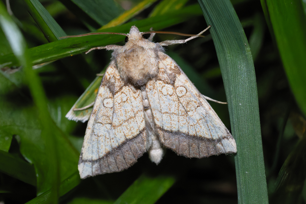 Rigid Sunflower Borer Moth From Sarnia ON Canada On October 6 2023   Large 