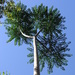 Pencil Cedar - Photo (c) Rush Ecology, some rights reserved (CC BY-NC), uploaded by Rush Ecology