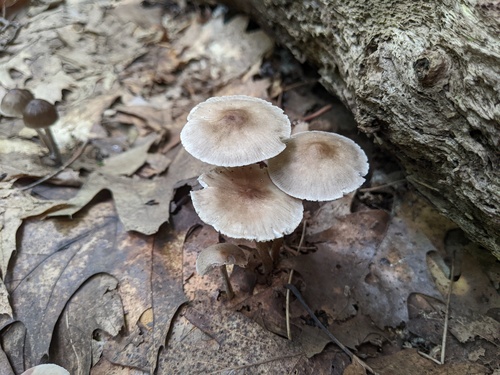 Mycena inclinata (Photo 4 of 6)