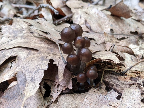 Mycena inclinata (Photo 3 of 6)