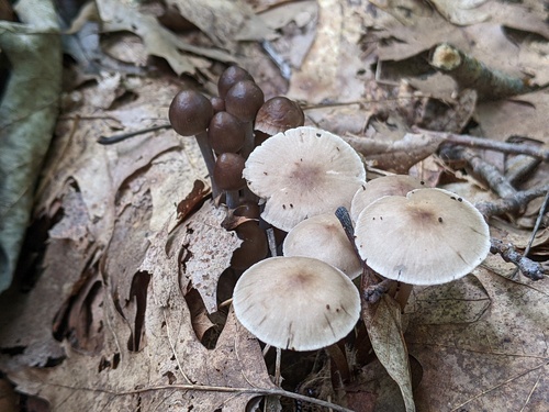 Mycena inclinata (Photo 2 of 6)
