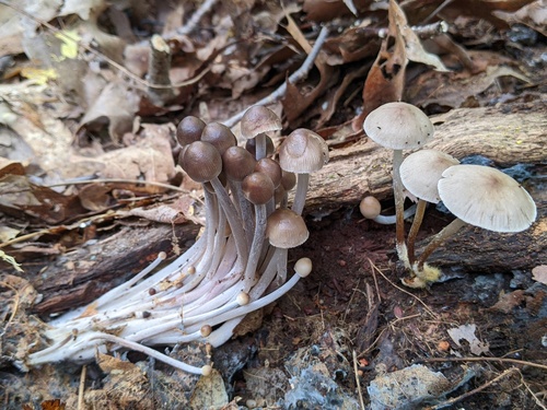 Mycena inclinata (Photo 5 of 6)