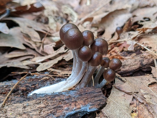 Mycena inclinata