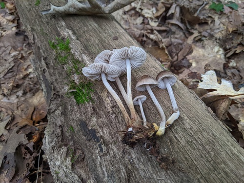 Mycena inclinata (Photo 6 of 6)