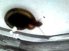 Planorbarius corneus