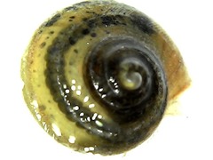 Planorbarius corneus