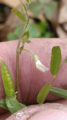 Vicia minutiflora