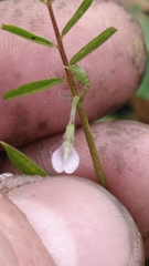 Vicia minutiflora