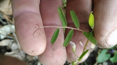 Vicia minutiflora