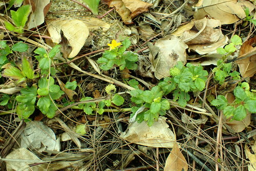 Triumfetta repens observed 2023-09-18