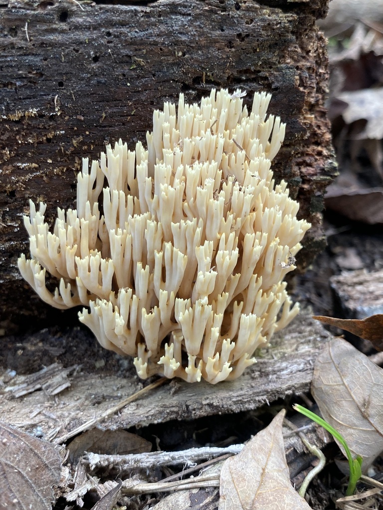 in September 2023 by jim · iNaturalist