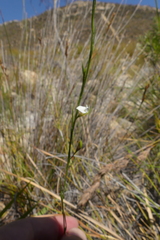 Psoralea vlokii