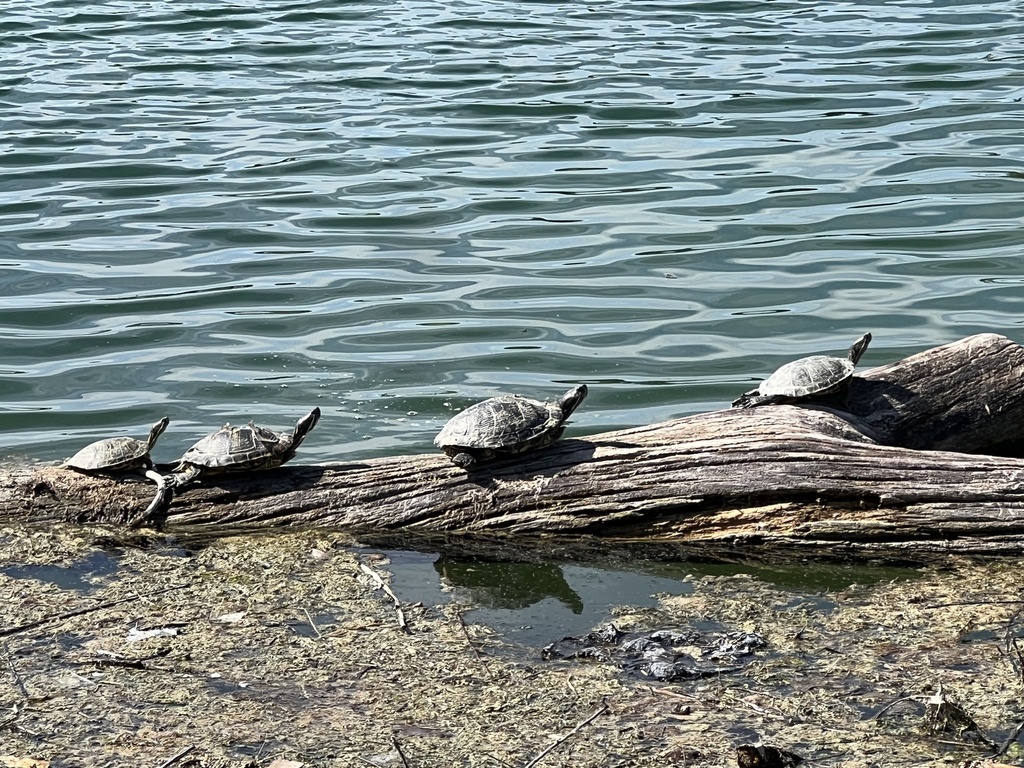 Pond Slider from Colonial Park Golf Course, Clovis, NM, US on August 15