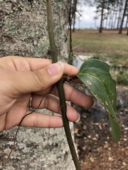 Smilax glauca