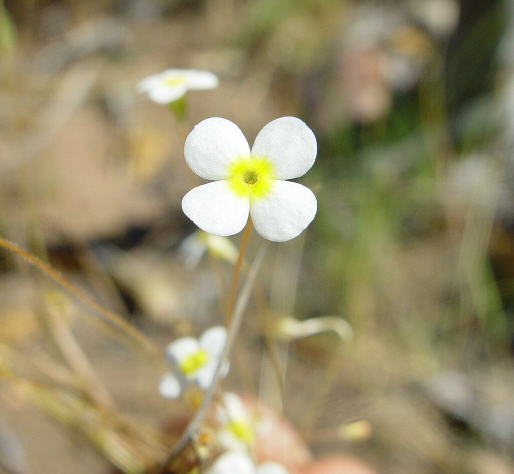 Mitrasacme laricifolia