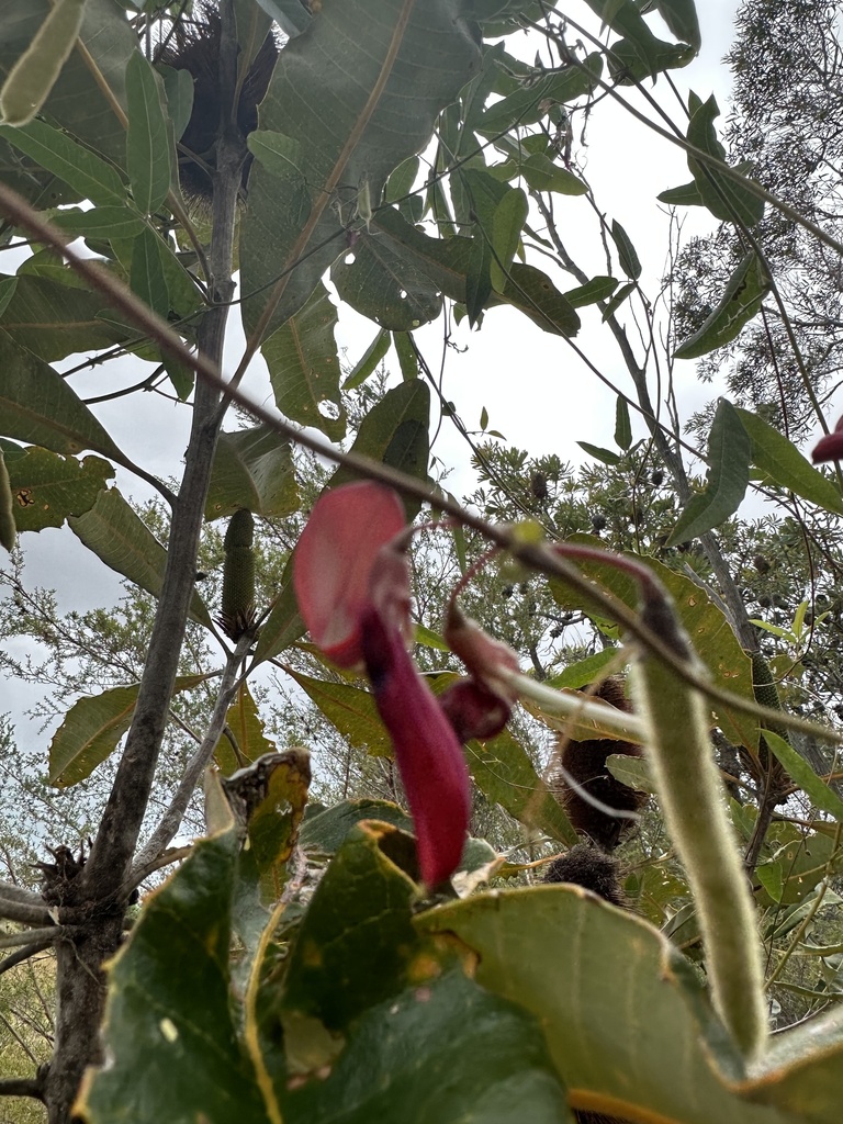 Dusky Coral Pea From Bribie Island National Park And Recreation Area Woorim Qld Au On October