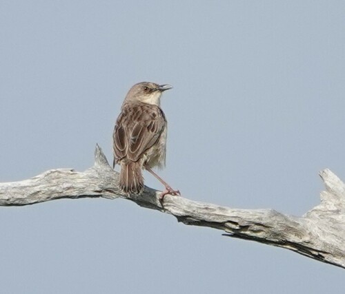 Croaking Cisticola