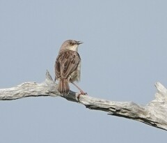 Croaking Cisticola photo 3