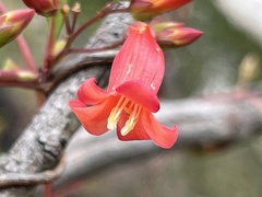 Marianthus erubescens