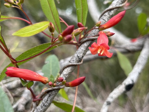 Marianthus erubescens, photograph 1