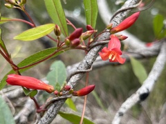 Marianthus erubescens, photograph dizzyurid, CC BY, iNaturalist via GBIF